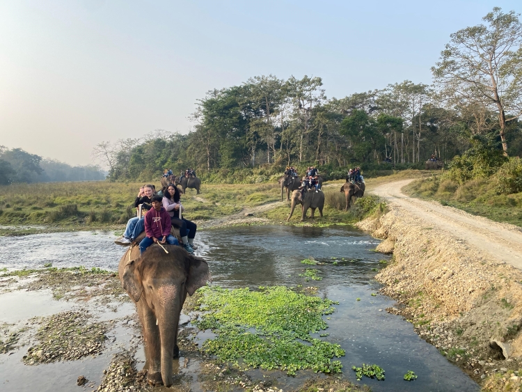 Elephant Safari 