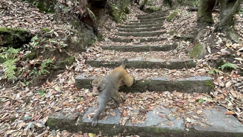 shivpuri 4 - Day Hike Through Shivapuri National Park