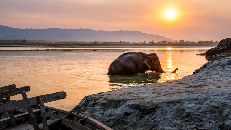 chitwan safari - - Luxury Tour in Nepal