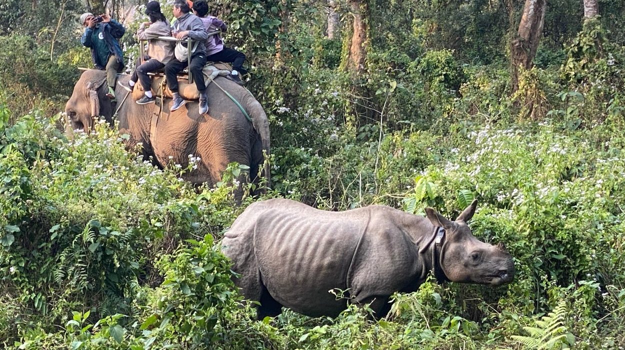 Chitwan National Park